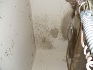 Mold in the Air Conditioning Closet